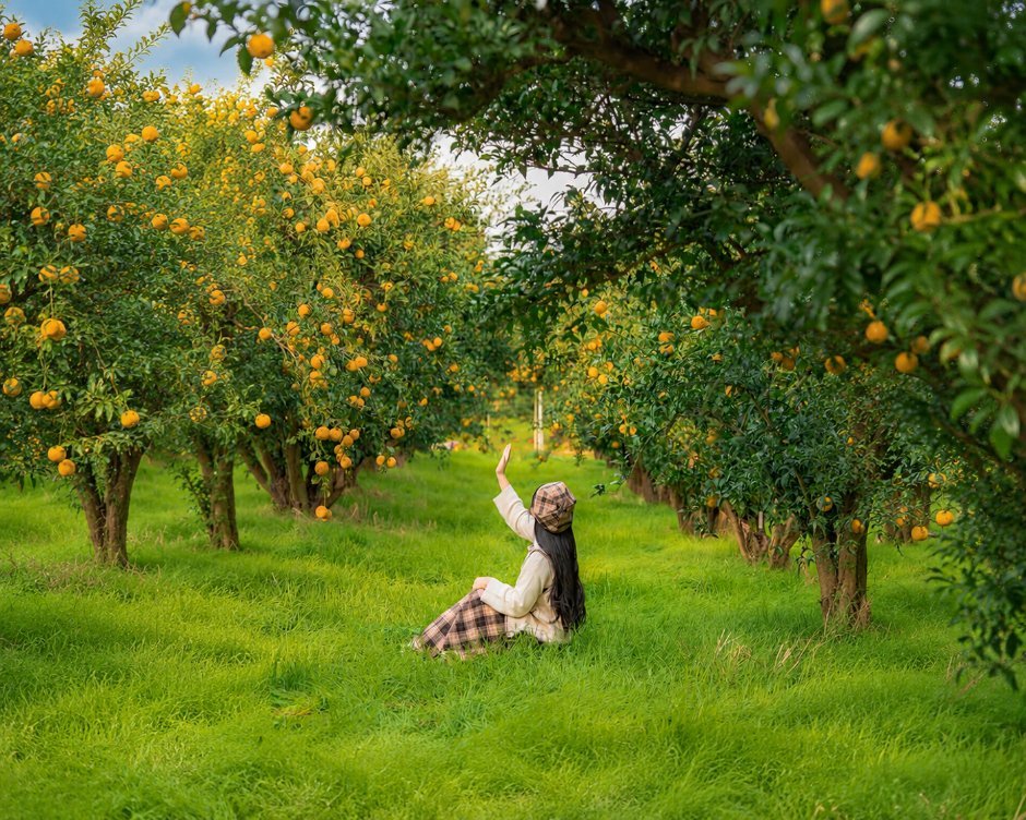 A visitor sitting on a picnic mat in a yuja orchard full of ripe yellow fruit at the Goheung Yuja Festival